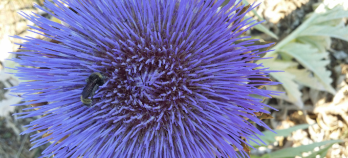 Bee In Flower